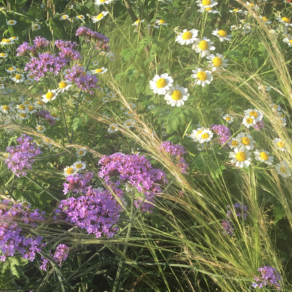 Detailbild Gartengestaltung